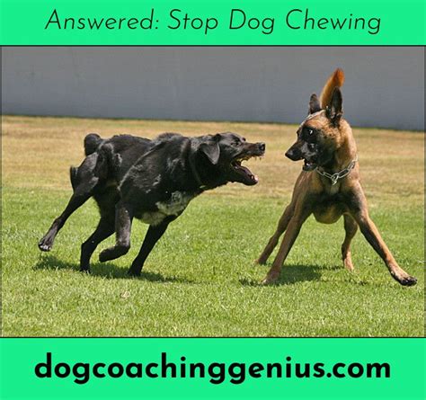 Read more about Dog Barking Funny | Dogs, Dog barking, Dog chews