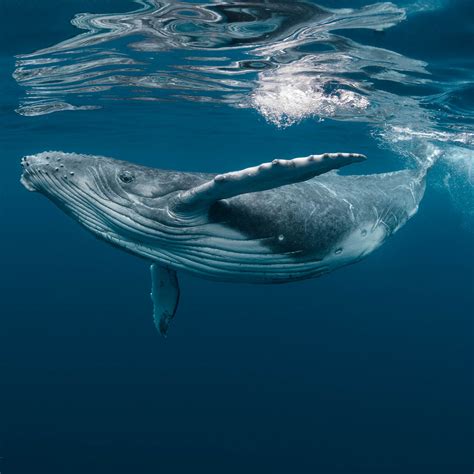 WORLD WHALE DAY - February 18, 2024 - National Today