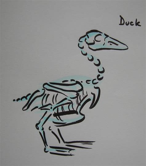 Duck skeleton by TheLionHearted on DeviantArt