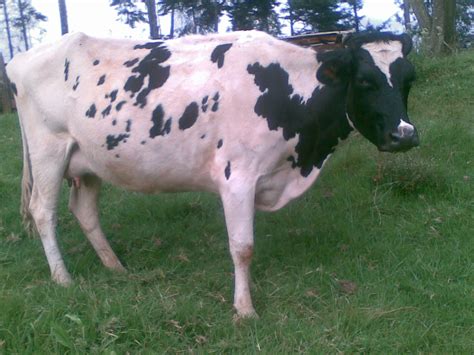 Dairy Farming in Kenya, East Africa