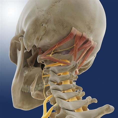 Suboccipital muscles and nerve, artwork Photograph by Science Photo Library - Fine Art America