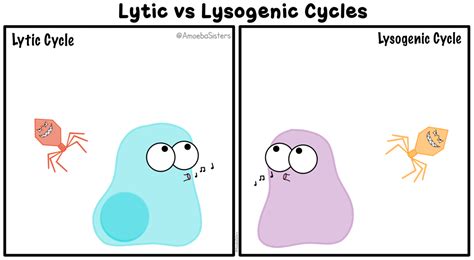 Lytic vs. Lysogenic Cycle in Viruses GIF! See all of our GIFs on www.AmoebaSisters.com | GIFS by ...