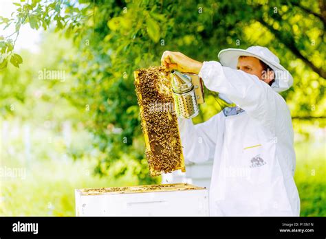 Beekeeper manipulating with honeycomb full of golden honey Stock Photo ...