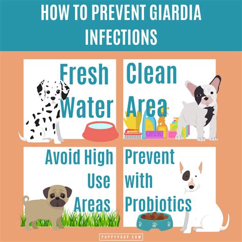 What is Giardia in Dogs? How is Giardia Treated and Prevented?