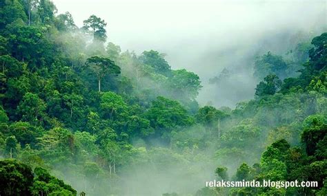 Cintai dan Kekalkan Hutan Di Malaysia - Relaks Minda