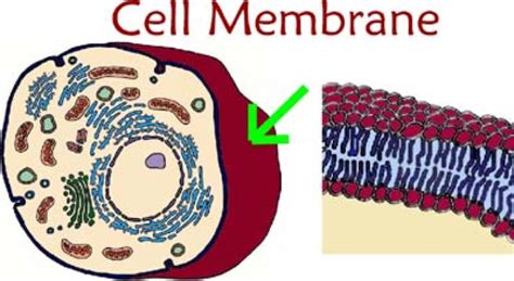 free clipart of an animal cell membrane 20 free Cliparts | Download ...