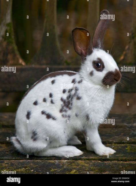 Chocolate English Spot Rabbit juvenile female Stock Photo - Alamy