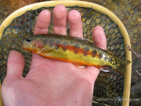 Native Trout Fly Fishing: California Golden Trout