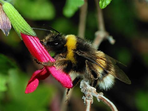 Popular pesticides are killing of bumblebees by preventing them from ...