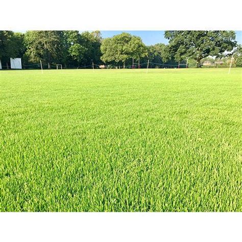 Cricket Ground Natural Grass, For Lawn Grass,Garden at Rs 13/square ...