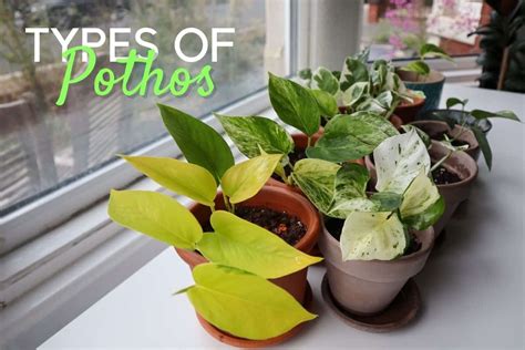 The Epic Guide to Pothos Varieties (12+ Hot Types of Pothos)