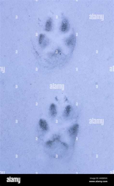 Fox footprints in the snow Stock Photo - Alamy