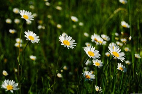 Daisies Field – FREEBigPictures.com