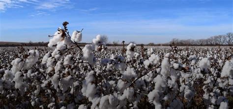 Cotton Fairs and Orientation Tours Develop Business for U.S. Cotton - USAEDC