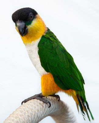 Caique Personality, Food & Care – Pet Birds by Lafeber Co. | Pet birds ...