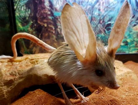 9 Cutest Animals With Gigantic Ears