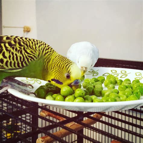 Prepping vegetables for your budgies – and actually getting them to eat – homekeethome | Budgies ...