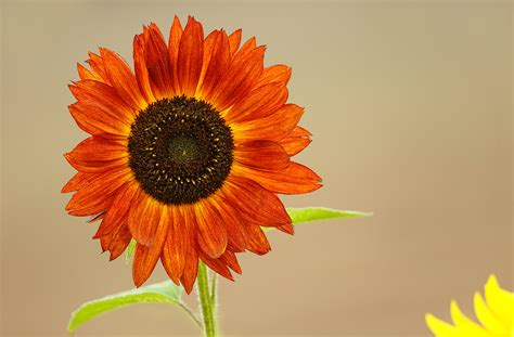 sunflower-orange-brown-variant-_a1c0402-sunflower-field-tualatin-or ...