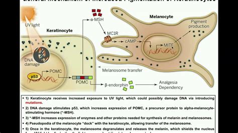 How do Melanocytes Make Melanin?: Melanogenesis Mechanism - YouTube