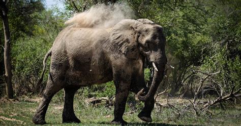 Wildlife in Lower Zambezi National Park - Zambia