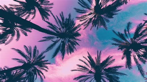 Tropical Palm Tree Wallpaper Pink - TUV Wallpaper