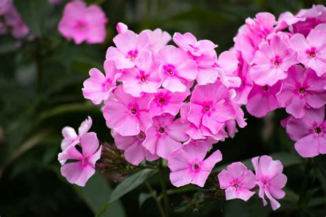 Phlox Drummondii (Annual Phlox): Plant Care & Growing Guide