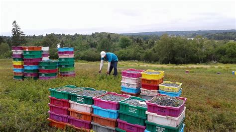 Harvesting 650,000 Pounds of Wild Blueberries by Hand - Wild Blueberries