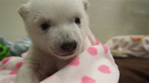 Sweet face! Toronto Zoo releases new baby polar bear video