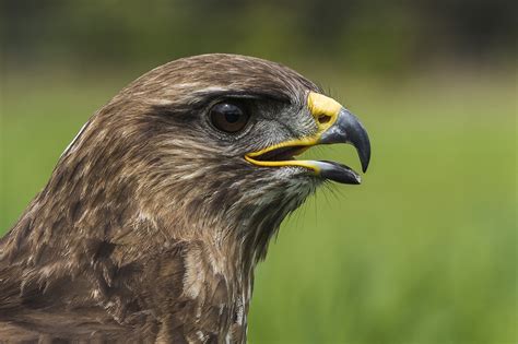 Birds of prey in Noord-Brabant (Netherlands), Netherlands