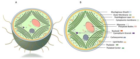 Microorganisms | Free Full-Text | Cyanobacteria: Model Microorganisms ...