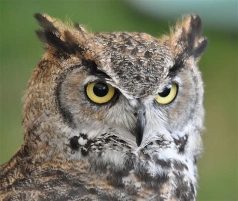 39+ Great Horned Owl Wingspan Images | angelinajoliecoolsagt