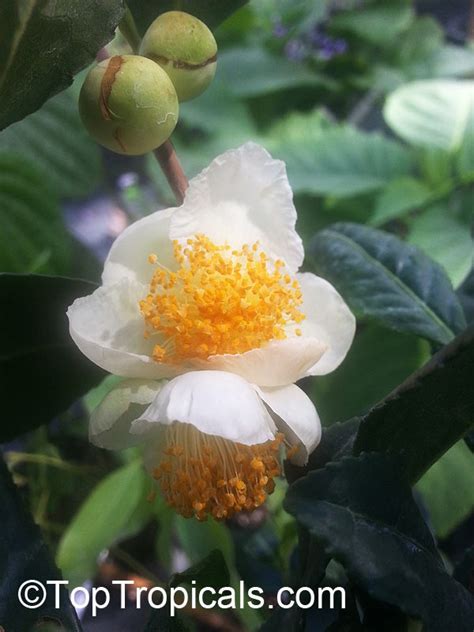 Camellia sinensis, Tea plant