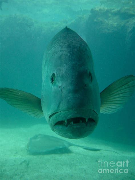 Funny Fish Face Photograph by Amy Cicconi | Pixels