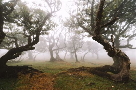 Verdwaal door het mystieke Fanal Forest op Madeira - REISJUNK