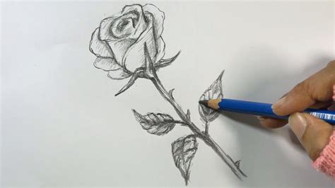 Rose Drawings In Pencil Step By Step