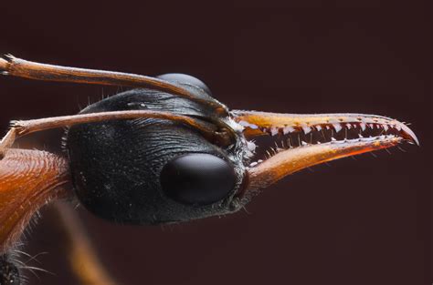 File:Myrmecia nigrocincta (Australian Bull Ant).jpg - Wikimedia Commons