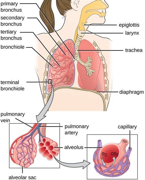 Anatomy and Normal Microbiota of the Respiratory Tract | Microbiology