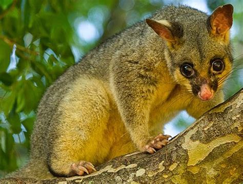 Suzy's Animals of the World Blog: THE COMMON BRUSHTAIL POSSUM 2