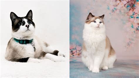 Differences Between Snowshoe Cat vs Ragdoll - Ragdollcare