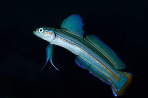 Types Of Dartfish- List Of Most Popular Dartfish Species