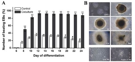 The differentiation of embryonic stem cells (ES cells). (A) The... | Download Scientific Diagram