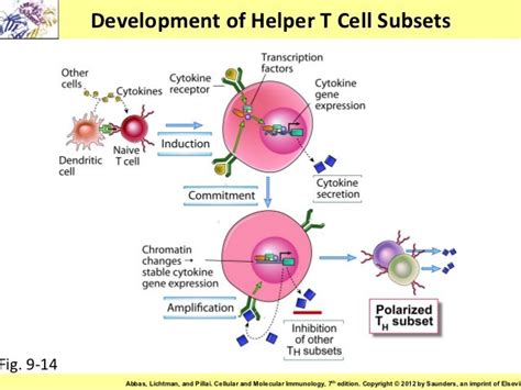 immunology chapter 9 : activation of T lymphocytes