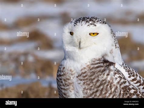 Snowy owl (Bubo scandiacus) standing and hunting over a snow covered field in Canada Stock Photo ...