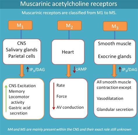 Muscarinic receptors