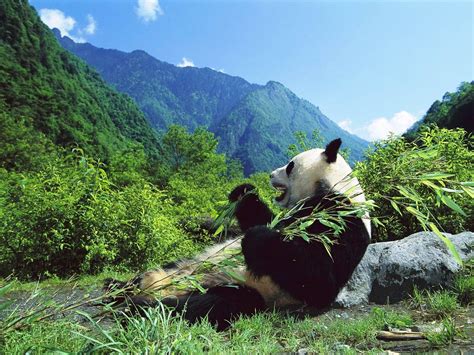 Osos Panda | Fotos, características y Oso Panda Gigante - AnimalesMascotas