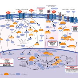 Wnt/beta-catenin抑制剂 | Wnt/beta-catenin Inhibitor