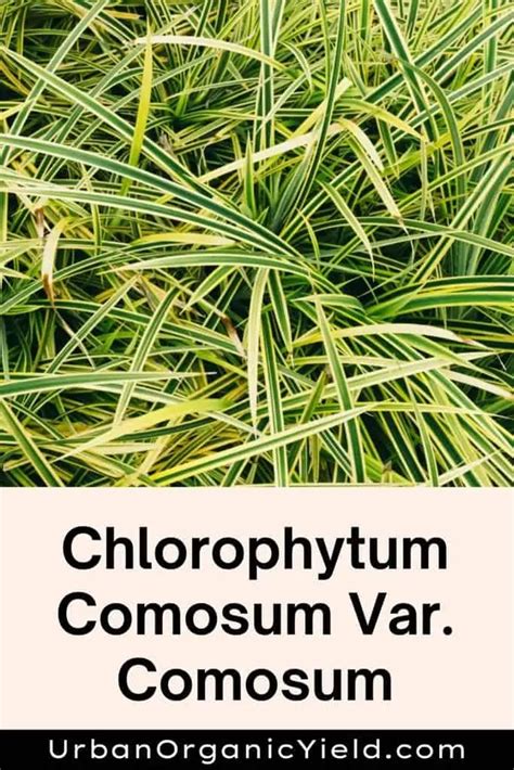 11 Varieties Of Chlorophytum Plants (Spider Plants) | UrbanOrganicYield.com