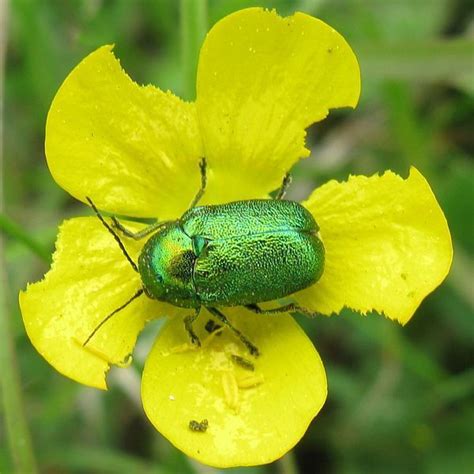 Green Beetle - Green Photo (11120243) - Fanpop