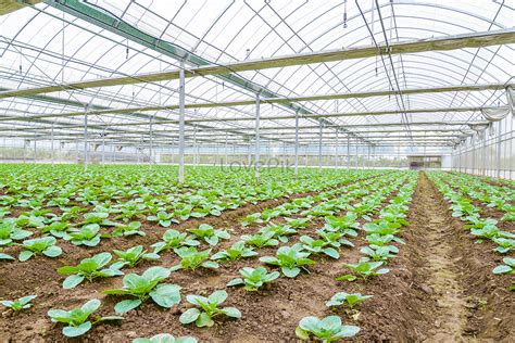 Farm Vegetable Greenhouse Picture And HD Photos | Free Download On Lovepik