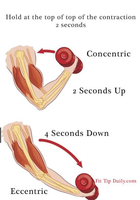 Types of isotonic contraction: 1. Concentric (tension in muscle is ...